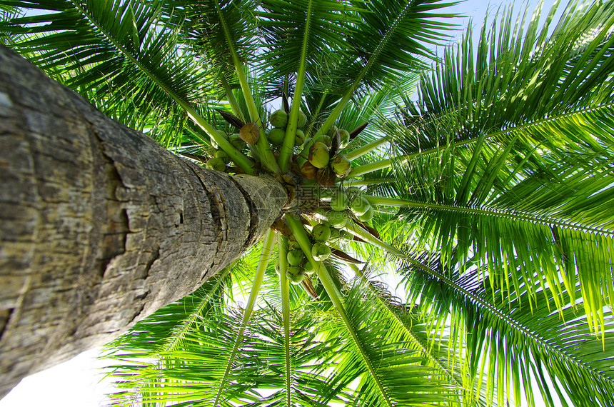 棕榈绿色热带假期衬套蓝色旅游晴天叶子海岸阳光图片