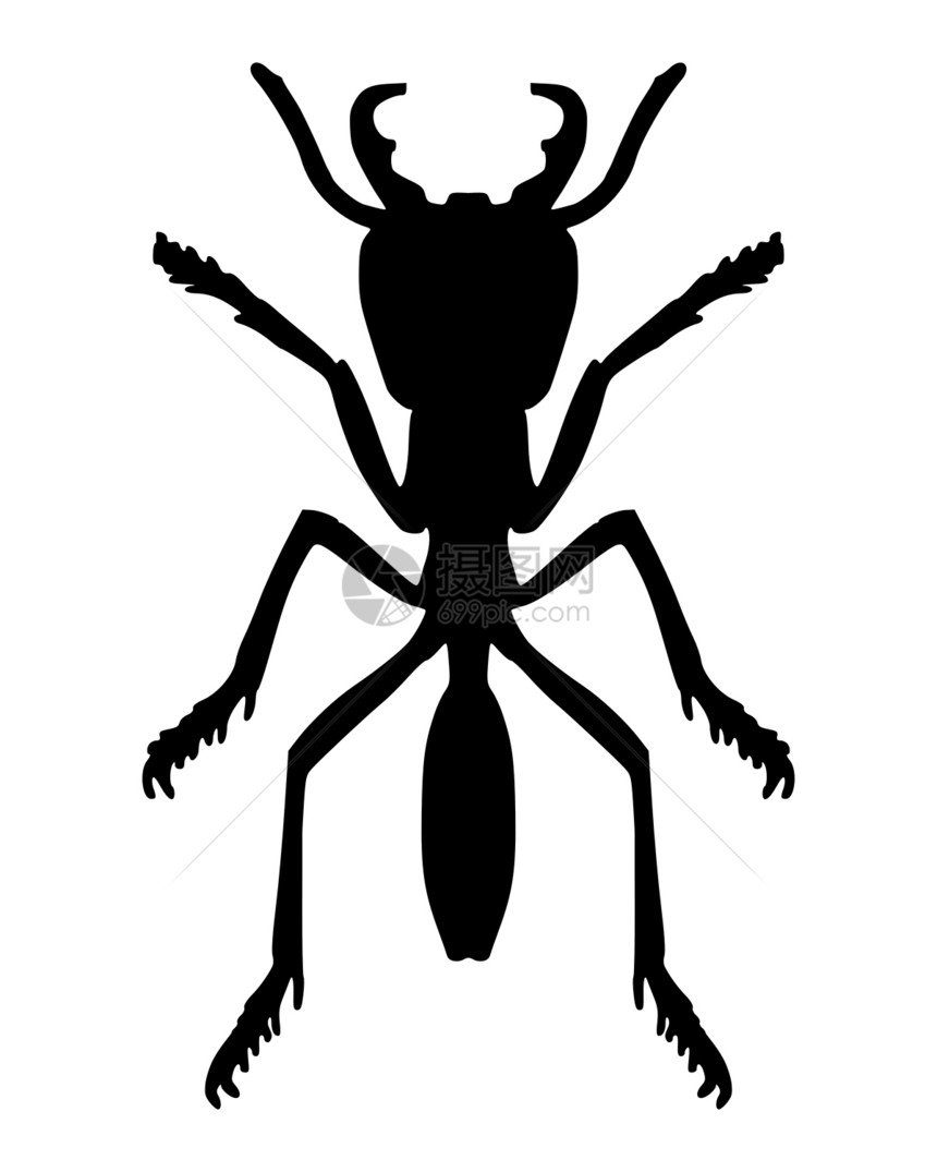 蚂蚁生物学昆虫漏洞工人黑色触手插图树干昆虫学图片