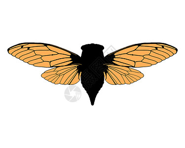 美丽的仙子生物学昆虫学翅膀动物插图动物学棕色科学剪贴背景图片