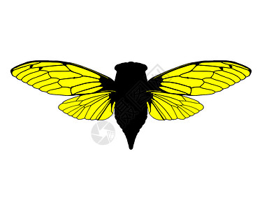 美丽的仙子剪贴昆虫学动物插图动物学黄色翅膀科学生物学背景图片