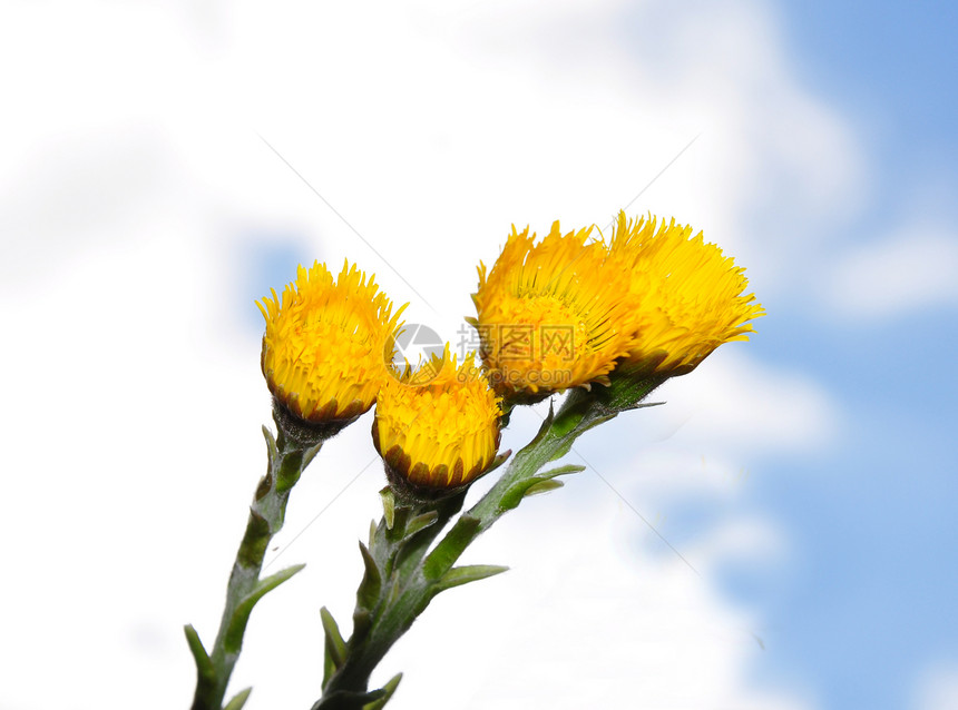 科尔茨福特草本植物黄色菊科天空植物医疗图片