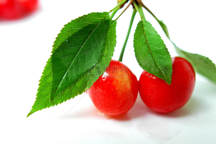 白色背景的红樱桃水果营养浆果茶点树叶食物红色叶子甜点绿色图片