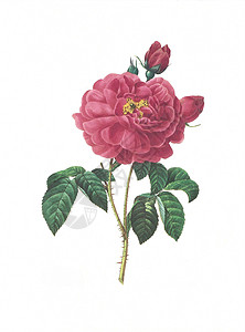 南丁格尔玫瑰图花朵古花插图野花地面墙纸季节植物花束手稿异国古董水彩背景