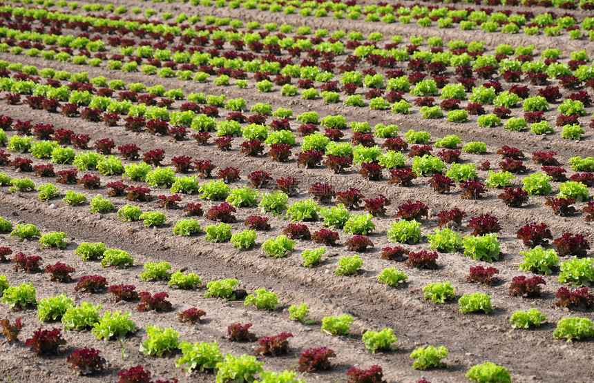 发生字段收成沙拉植物蔬菜乡村土壤绿色农业场地农场图片