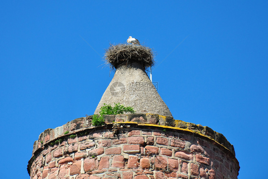 Stork 窝野生动物动物天空建筑图片