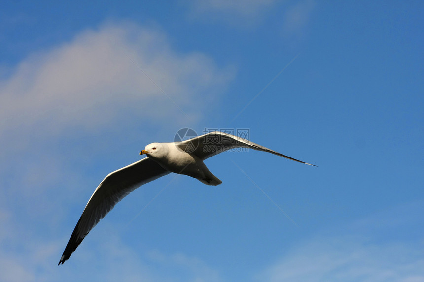 带环卷盖海滩羽毛海鸟翅膀鸟类天空荒野飞行动物野生动物图片