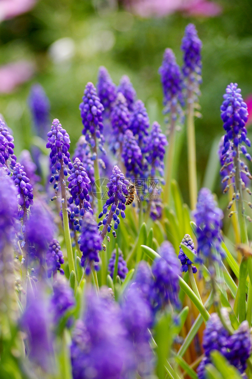 春春时带蜜蜂的葡萄郁金香蓝色旅游公园叶子生长植物学香味花朵水仙花图片