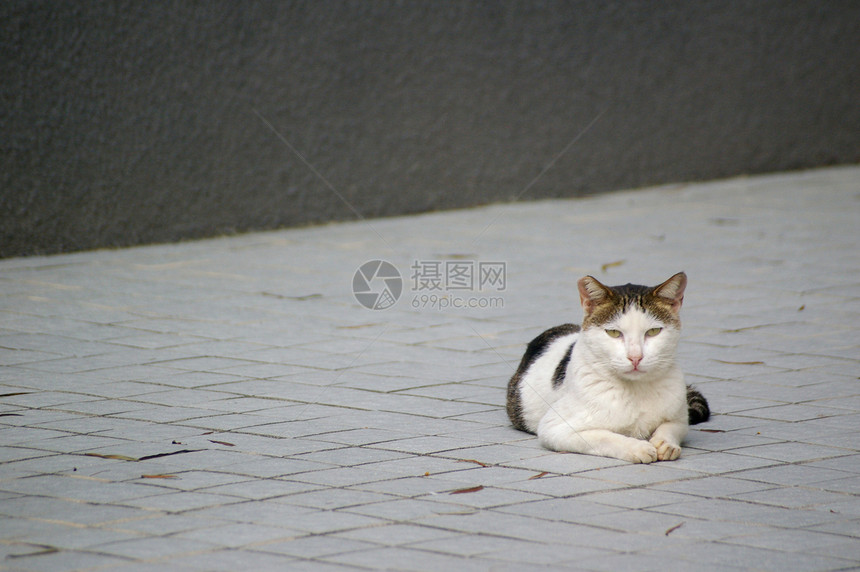 一只猫趴在地上宠物晶须生活哺乳动物头发蓝色猫咪宏观小猫荒野图片
