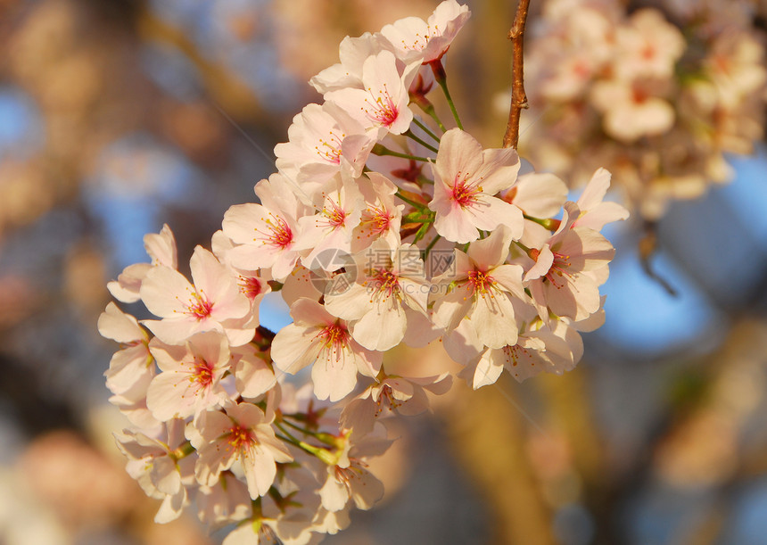 樱花花粉色公园季节性蓝色花园白色植物图片