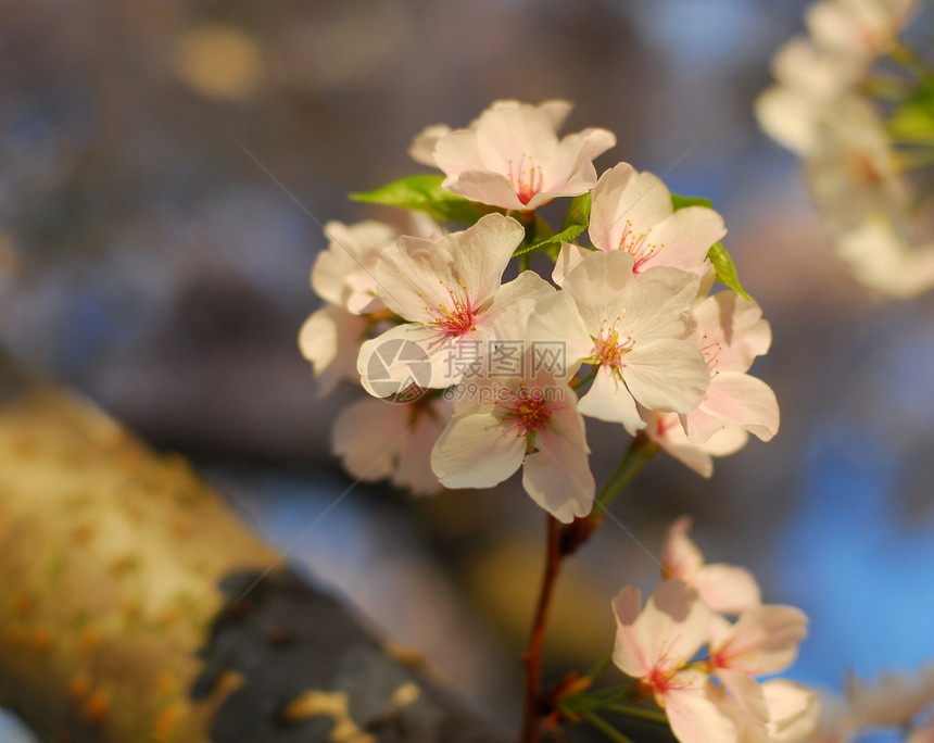 樱花花季节性粉色植物公园白色蓝色花园图片