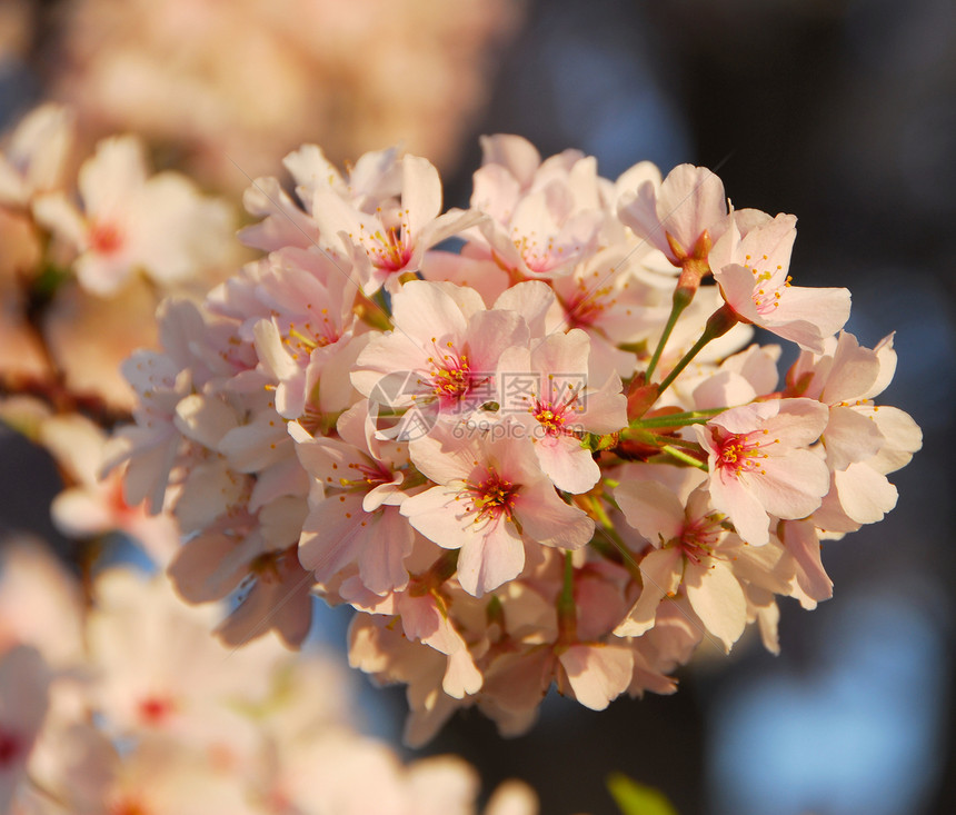 樱花花花园蓝色公园粉色白色季节性植物图片