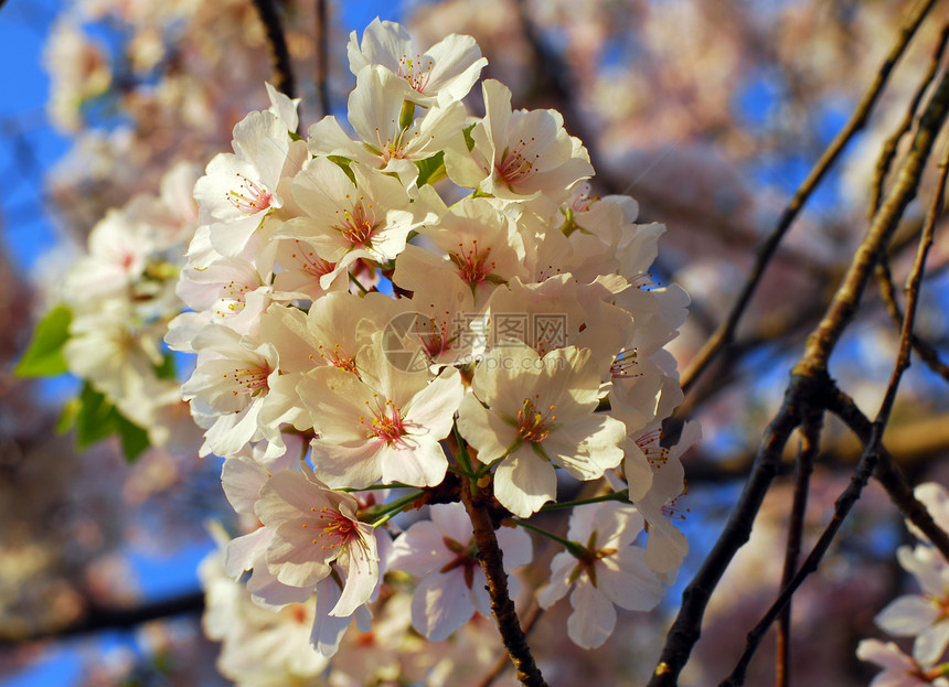 樱花花粉色花园季节性公园白色植物蓝色图片