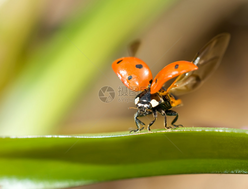 准备飞翔 特写大毛虫( ladybug)图片