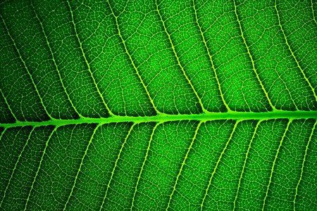 绿叶背景纹理生态戏剧性季节绿色植物绿色叶子静脉环境照片宏观背景图片