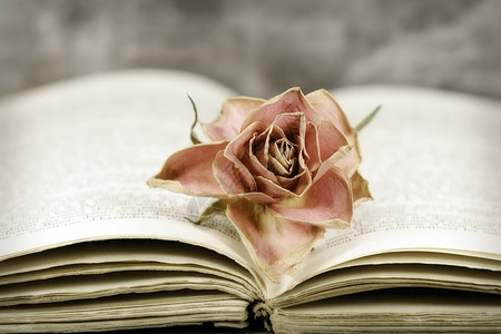玫瑰和天经褪色诗歌乡愁阅读纪念品恋情背景图片