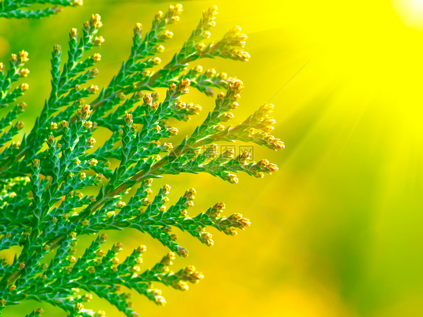 宏花园崖柏荒野鳞片状芳香植物群柏科环境植物枝条图片