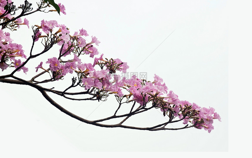 粉红花树花园树木材料植物花朵环境环保热带粉色图片