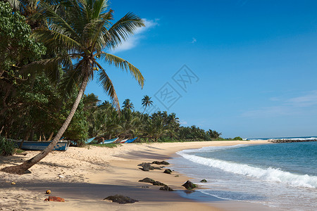 玛雅人依德利海滩 斯里兰卡运输热带椰子娱乐晴天假期丛林蓝色棕榈背景