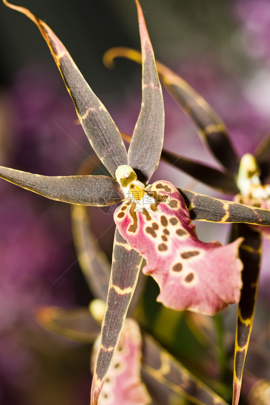 Keukenhof公园的兰花宏观花束花梗脆弱性花园植物唇瓣情调美丽紫色图片