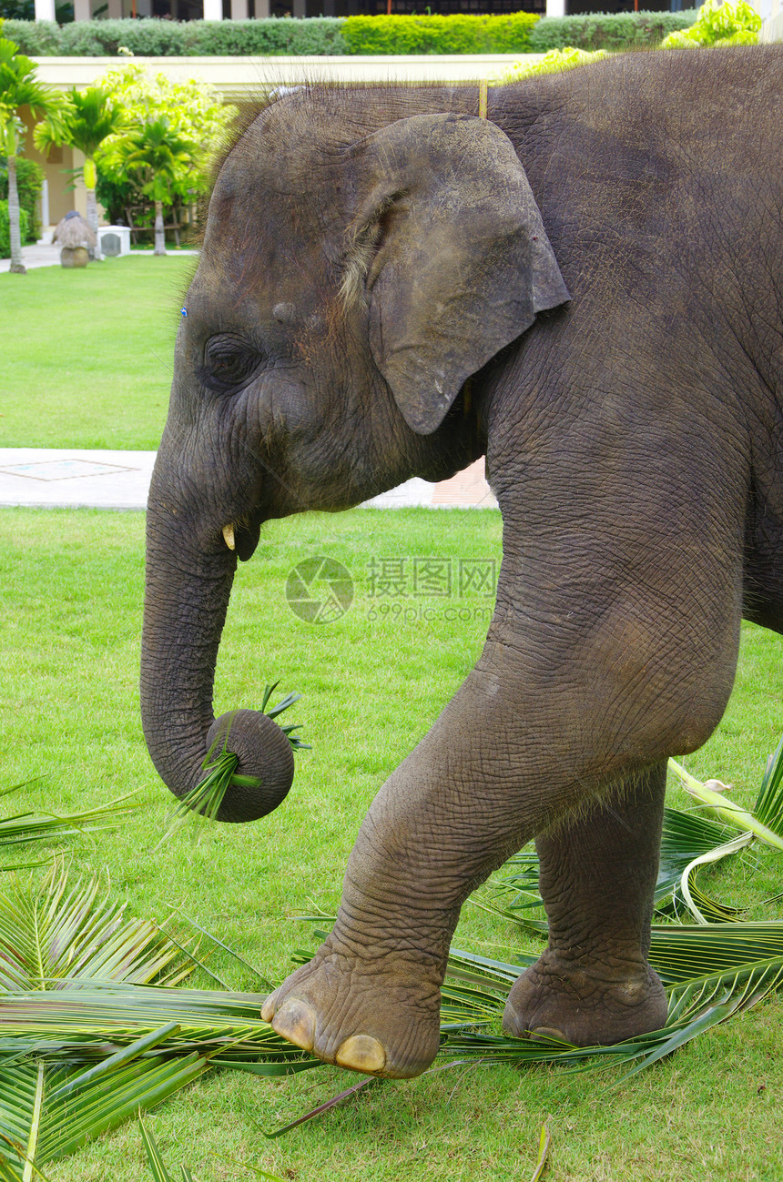 大象异国哺乳动物森林林业眼睛树叶情调热带自由动物图片