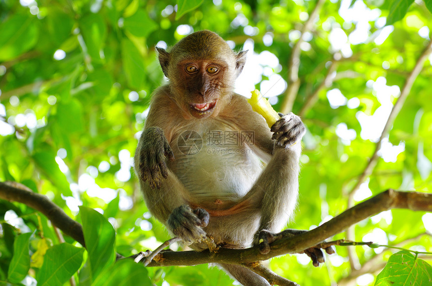 猴子猴异国尾巴热带生物野生动物脊椎动物丛林荒野毛皮情调图片