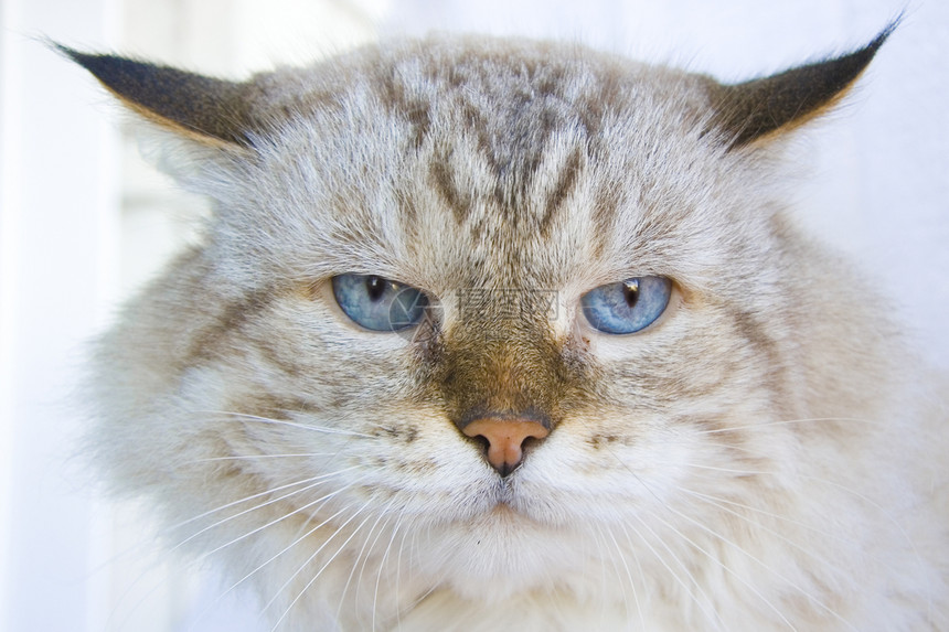 蓝眼睛的愤怒猫猫咪动物头发眼睛白色恶意手表猫科动物宠物蓝色图片