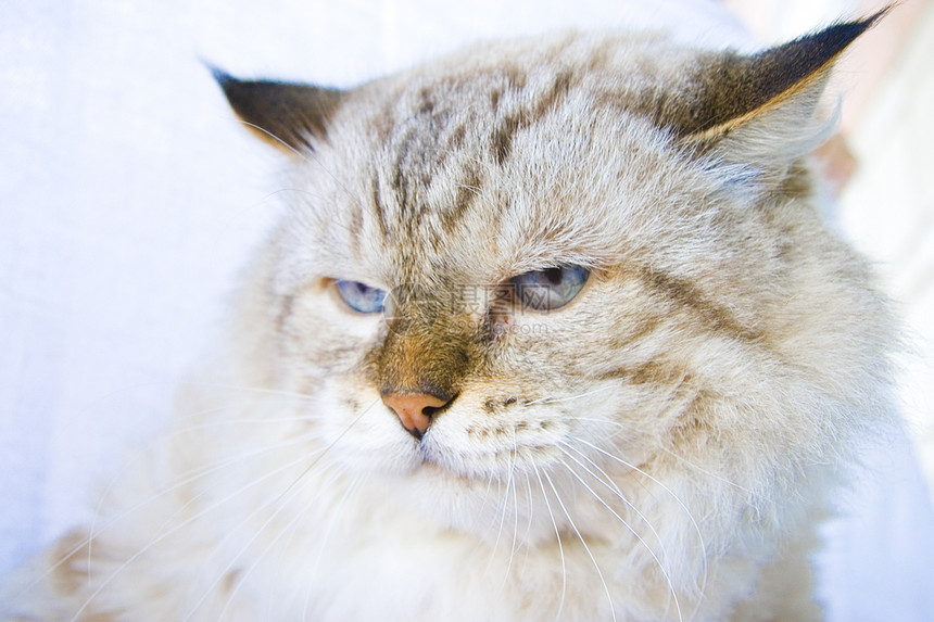 蓝眼睛的愤怒猫蓝色恶意宠物猫咪眼睛猫科动物成人头发白色手表图片