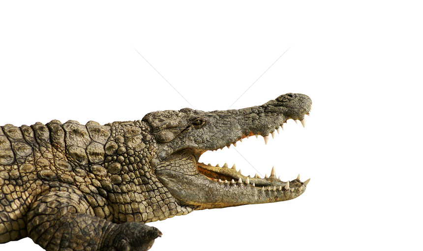 危险危险的鳄鱼皮肤动物园牙齿食肉隐藏动物皮革眼睛野生动物捕食者图片