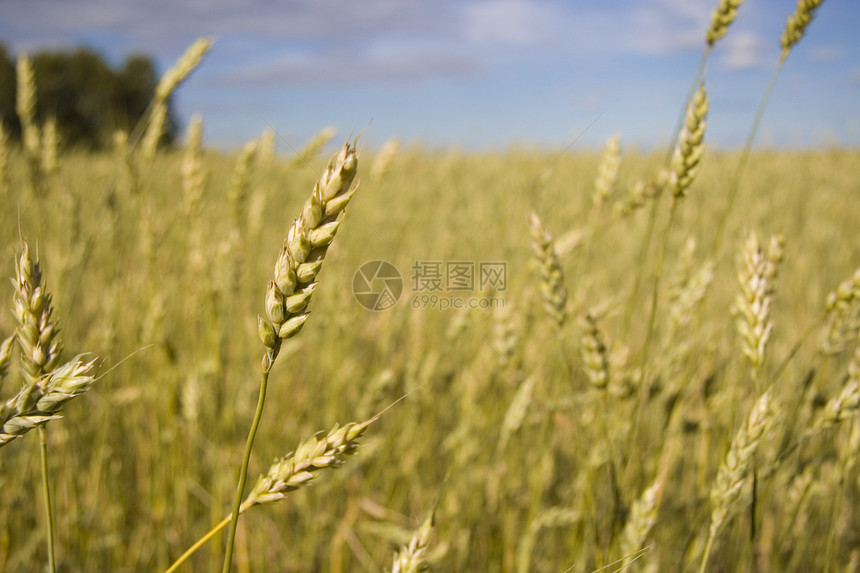 小麦田金蓝蓝天空季节培育谷物耳朵面包核心小麦草地植物太阳图片