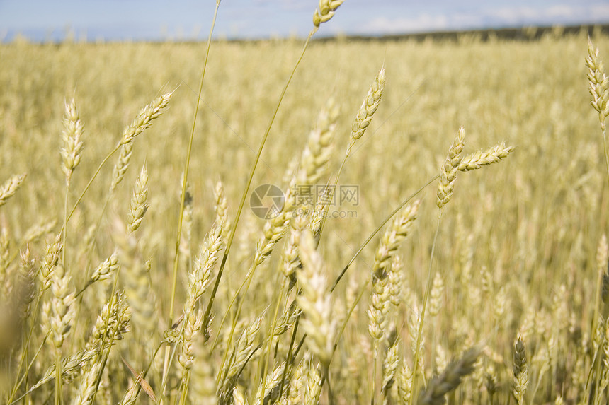 小麦田金蓝蓝天空收成国家小麦面包培育场地天空粮食耳朵植物图片