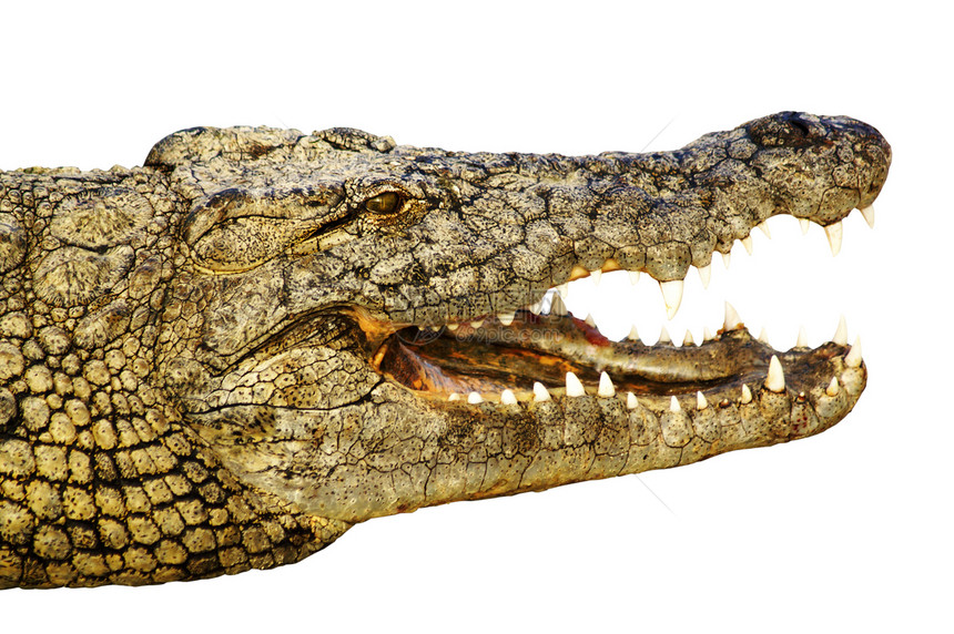 鳄鱼的牙齿露出它的牙齿图片