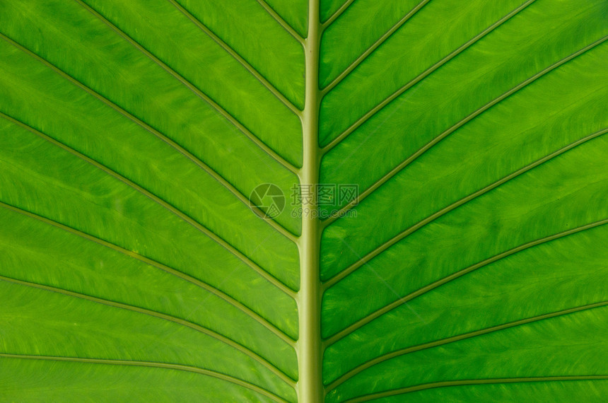 作为背景叶光合作用叶子季节生长线条植物植物学脊柱宏观细胞图片