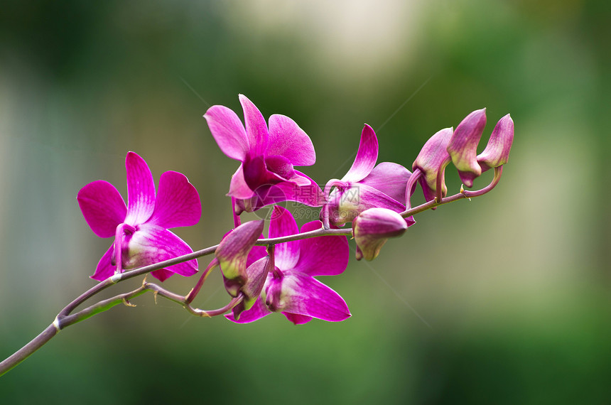 兰花植物美丽生长花瓣异国脆弱性紫色阳光叶子植物学图片