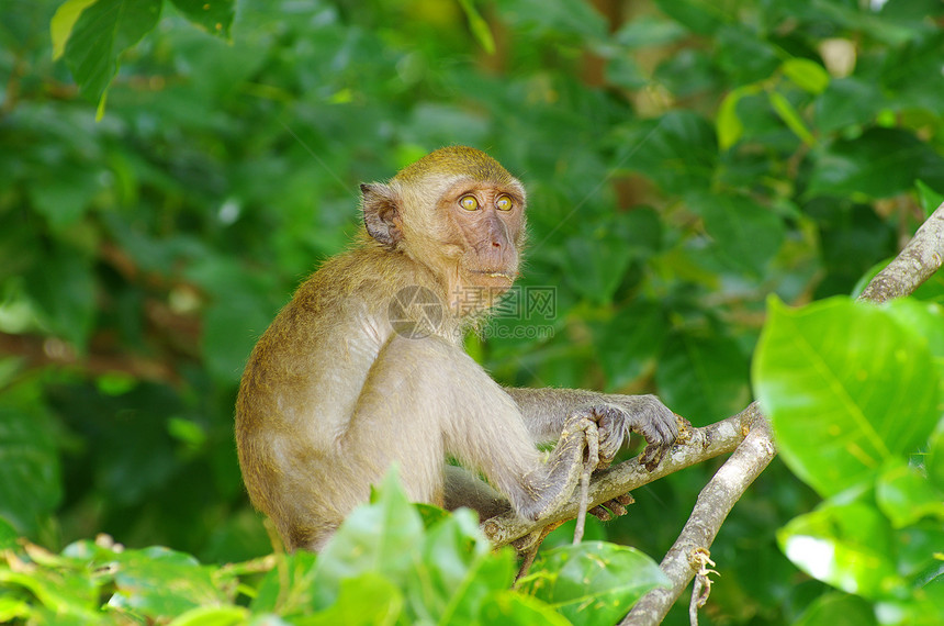 猴子猴哺乳动物热带异国毛皮丛林荒野动物群生物森林情调图片