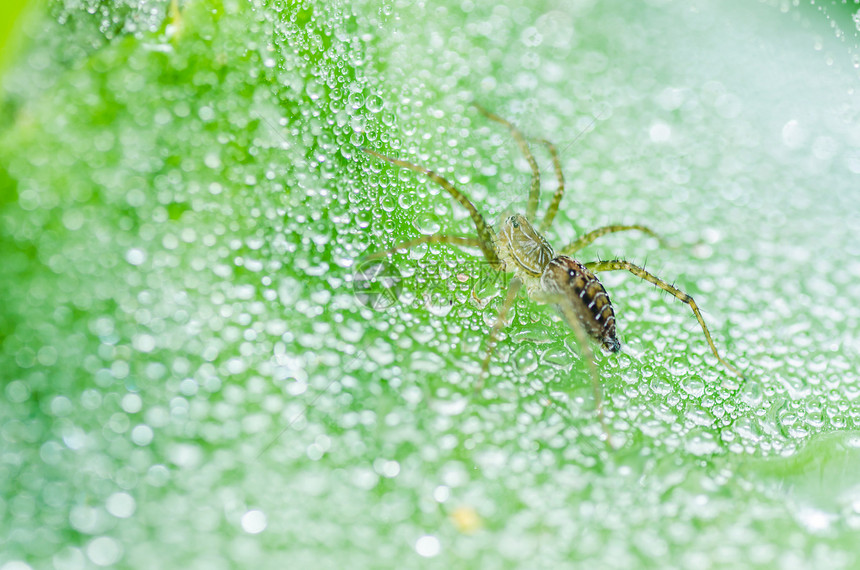 自然界的网水滴子和网络水滴野生动物宏观花园蜘蛛丝绸昆虫危险水平圆圈图片