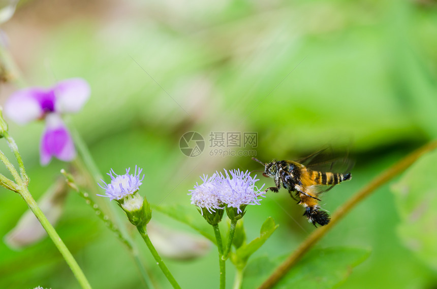 绿色自然或花园中的黄蜂宏害虫条纹翅膀宏观昆虫蜜蜂黑色白色金子夹克图片