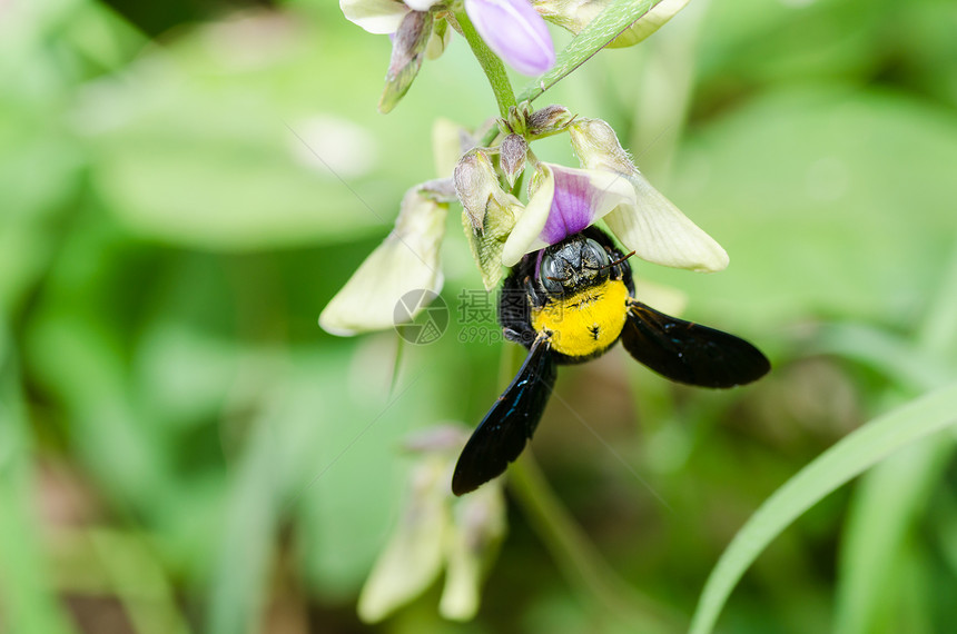 大自然中的木蜂宏观翅膀漏洞青虫花粉昆虫花园木匠害虫花蜜黑色图片