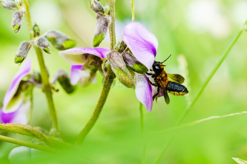 具有宏观绿色性质并切除树叶的蜜蜂花园工人花粉荒野昆虫团队翅膀黄色蜂蜜眼睛图片