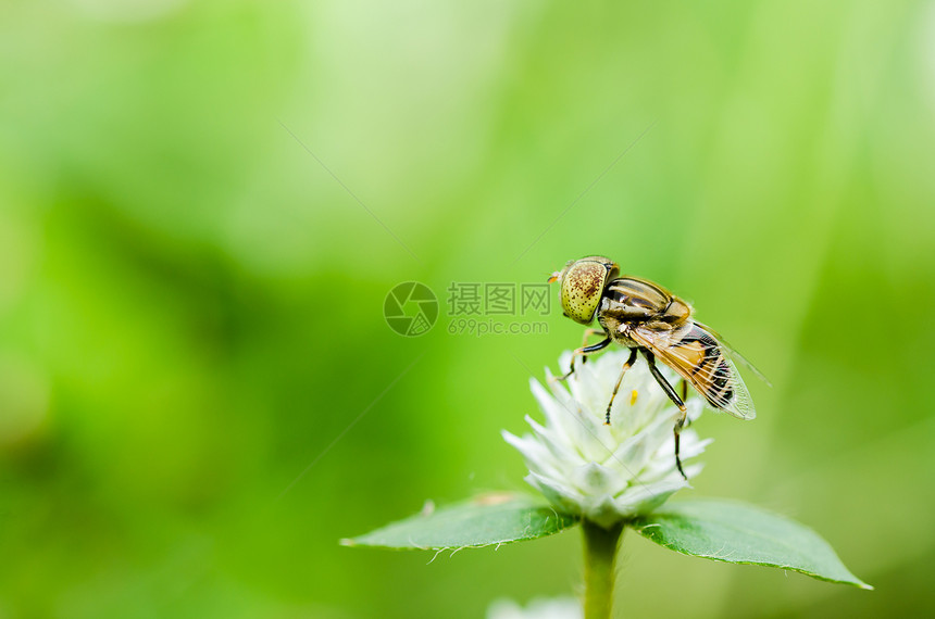 果果文件或鲜花绿色性质的宏翅膀动物学苍蝇黄色昆虫野生动物宏观蜜蜂条纹图片