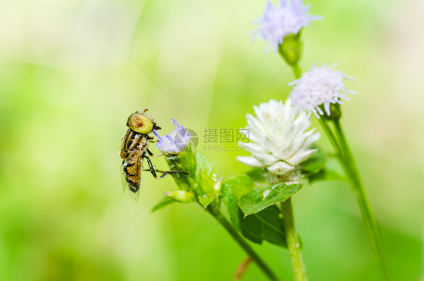 果果文件或鲜花绿色性质的宏昆虫苍蝇蜜蜂条纹黄色动物学野生动物宏观翅膀图片