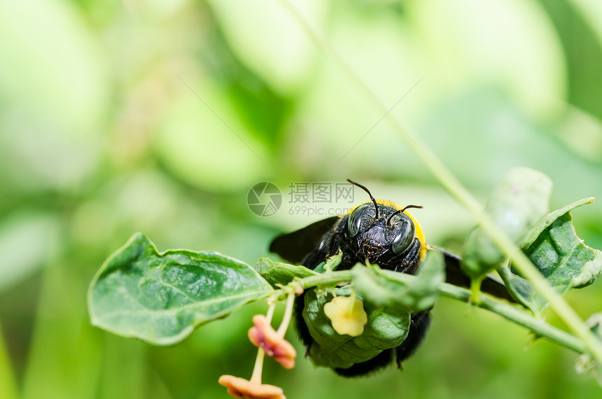 大自然中的木蜂宏观漏洞黑色翅膀青虫昆虫花园花粉木匠害虫花蜜图片