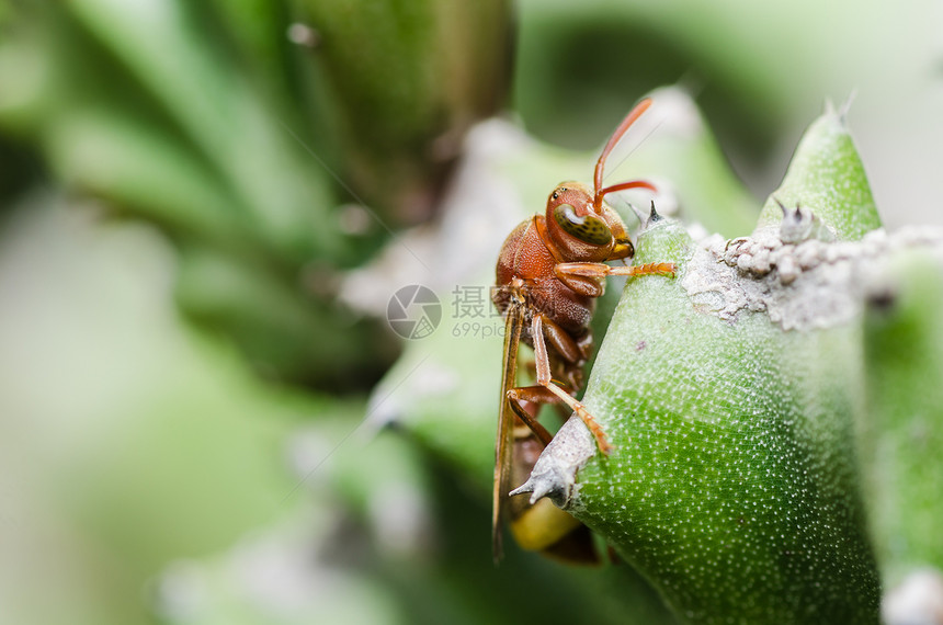 绿色自然或花园中的黄蜂和仙人掌宏白色昆虫条纹害虫翅膀金子蜜蜂宏观黄色夹克图片