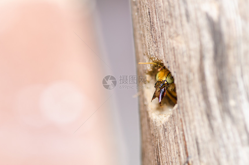 大自然中的木蜂宏观青虫花园花粉翅膀害虫昆虫木匠黑色漏洞花蜜图片