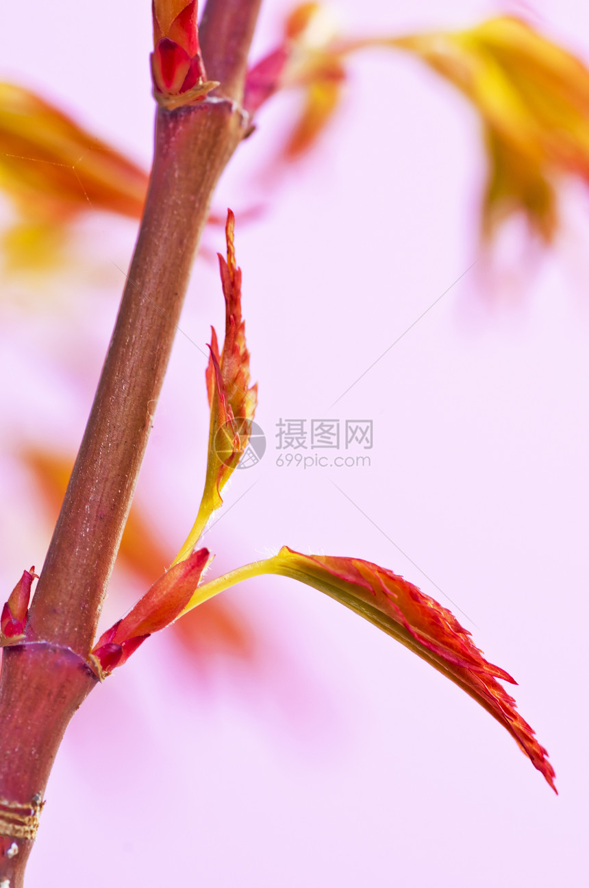 春天的日本山坡植物学季节季节性植物群森林阳光粉色叶子公园场景图片