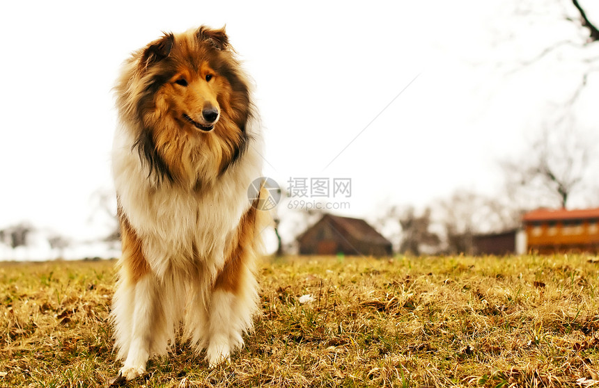 列小狗纯种狗头发红色毛皮宠物图片