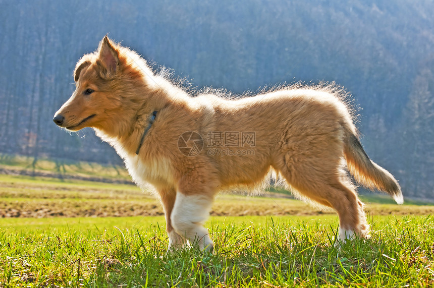 c 干长发犬类牧羊人场地牧羊犬棕色头发动物宠物哺乳动物图片