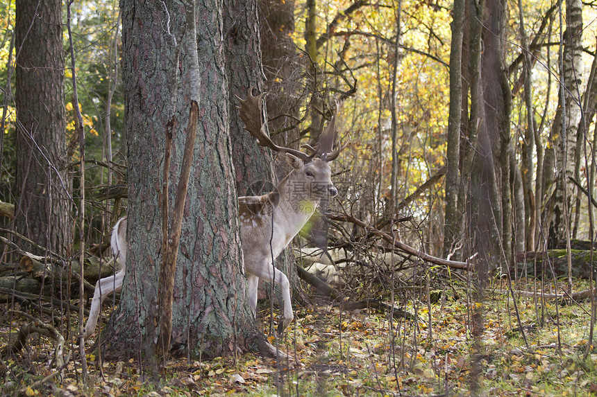 森林中美丽的鹿牛角野生动物林地毛皮男性季节鹿角游戏驯鹿国家图片