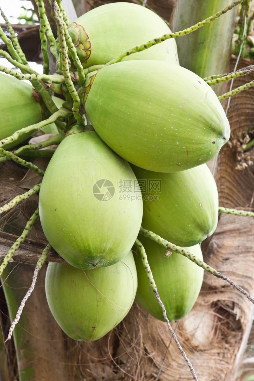 椰子帮树干叶子食物热带植物群营养生长情调棕榈坚果图片