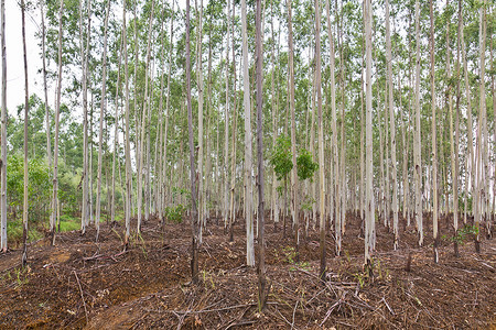 Eucalyptus 植树园纸业桉树叶公园叶子森林环境植物领域林地记录背景图片