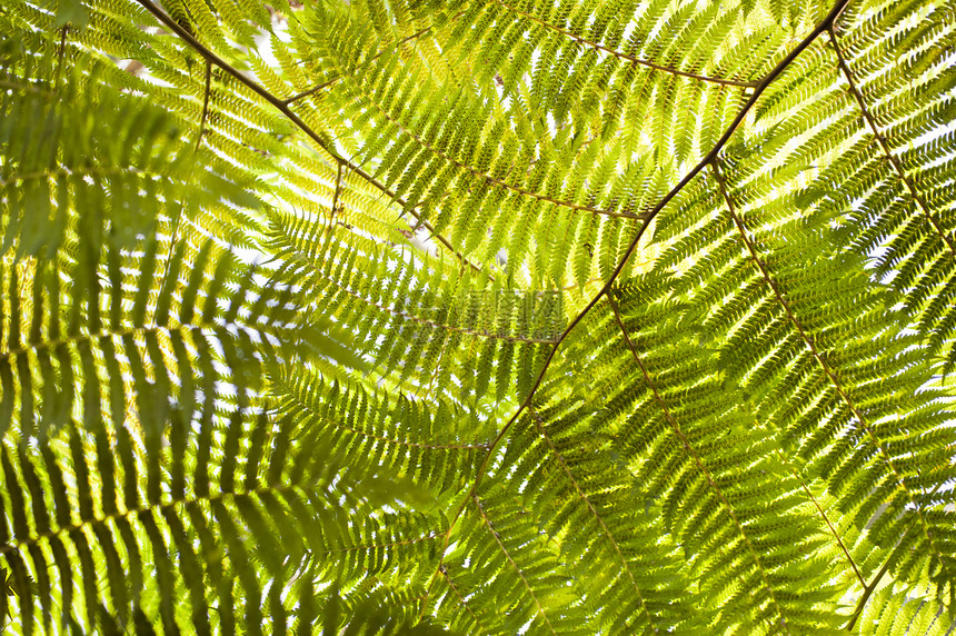 堆叠植物花园背景热带植物群植物学羽状照片森林微距图片